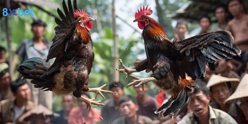 Đá Gà 8XBET